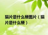 猫片是什么梗图片（猫片是什么梗）