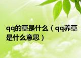 qq的草是什么（qq养草是什么意思）