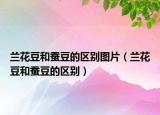 兰花豆和蚕豆的区别图片（兰花豆和蚕豆的区别）
