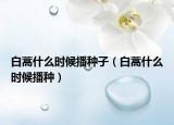 白蒿什么时候播种子（白蒿什么时候播种）