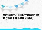 大叶绿萝叶子干边是什么原因引起的（绿萝干叶子是什么原因）
