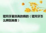 猛犸牙鉴别真的假的（猛犸牙怎么辨别真假）