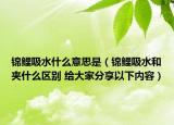 锦鲤吸水什么意思是（锦鲤吸水和夹什么区别 给大家分享以下内容）