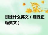 蜘蛛什么英文（蜘蛛正确英文）