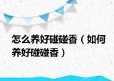 怎么养好碰碰香（如何养好碰碰香）