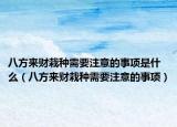 八方来财栽种需要注意的事项是什么（八方来财栽种需要注意的事项）