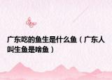 广东吃的鱼生是什么鱼（广东人叫生鱼是啥鱼）