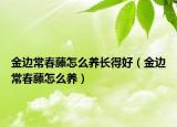 金边常春藤怎么养长得好（金边常春藤怎么养）