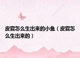 皮蠹怎么生出来的小鱼（皮蠹怎么生出来的）