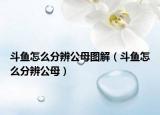 斗鱼怎么分辨公母图解（斗鱼怎么分辨公母）