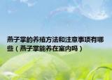 燕子掌的养殖方法和注意事项有哪些（燕子掌能养在室内吗）