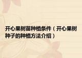 开心果树苗种植条件（开心果树种子的种植方法介绍）