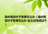 滴水观音叶子发黄怎么办（滴水观音叶子发黄怎么办 盆土过湿或过干）