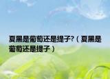夏黑是葡萄还是提子?（夏黑是葡萄还是提子）