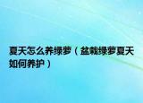 夏天怎么养绿萝（盆栽绿萝夏天如何养护）