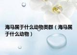海马属于什么动物类群（海马属于什么动物）