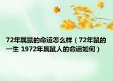 72年属鼠的命运怎么样（72年鼠的一生 1972年属鼠人的命运如何）