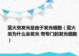 萤火虫发光是由于发光细胞（萤火虫为什么会发光 有专门的发光细胞）