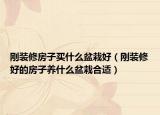 刚装修房子买什么盆栽好（刚装修好的房子养什么盆栽合适）