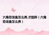 六角恐龙鱼怎么养,才能胖（六角恐龙鱼怎么养）