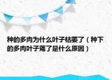 种的多肉为什么叶子枯萎了（种下的多肉叶子蔫了是什么原因）