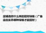 店铺选择什么样的招财绿植（广告店应该养哪种绿植才能招财）