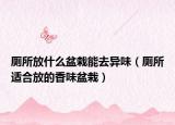 厕所放什么盆栽能去异味（厕所适合放的香味盆栽）