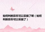 如何判断蒜苔可以采摘了呢（如何判断蒜苔可以采摘了）