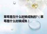 草莓是在什么时候成熟的?（草莓是什么时候成熟）