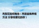 凤梨花如何栽培（凤梨盆栽养殖方法 分享给爱花的你）