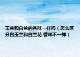 玉兰和白兰的香味一样吗（怎么区分白玉兰和白兰花 香味不一样）