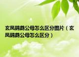 玄凤鹦鹉公母怎么区分图片（玄凤鹦鹉公母怎么区分）