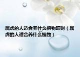 属虎的人适合养什么植物旺财（属虎的人适合养什么植物）