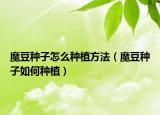 魔豆种子怎么种植方法（魔豆种子如何种植）