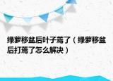 绿萝移盆后叶子蔫了（绿萝移盆后打蔫了怎么解决）