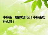 小麻雀一般都吃什么（小麻雀吃什么啊）