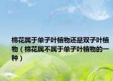 棉花属于单子叶植物还是双子叶植物（棉花属不属于单子叶植物的一种）