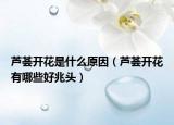 芦荟开花是什么原因（芦荟开花有哪些好兆头）