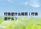 柠条是什么根系（柠条是什么）