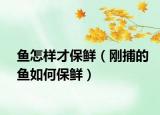 鱼怎样才保鲜（刚捕的鱼如何保鲜）