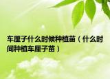 车厘子什么时候种植苗（什么时间种植车厘子苗）
