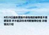 9月15日最新更新内容有棉的翡翠是不是便宜货 并不能这样来判断翡翠价格 详细情况介绍