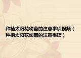 种植太阳花幼苗的注意事项视频（种植太阳花幼苗的注意事项）