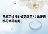 月季花嫁接时候剪哪里?（嫁接月季花修剪时间）