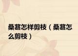 桑葚怎样剪枝（桑葚怎么剪枝）