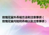 玫瑰花室外养殖方法和注意事项（玫瑰花室内如何养殖以及注意事项）