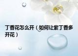 丁香花怎么开（如何让紫丁香多开花）