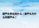 葫芦头学名叫什么（葫芦头为什么叫葫芦头）
