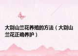 大别山兰花养殖的方法（大别山兰花正确养护）