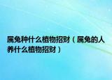 属兔种什么植物招财（属兔的人养什么植物招财）